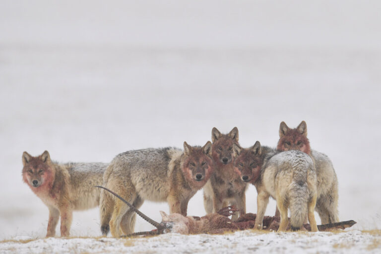 Zhao Yilin - Wild-animal-life-photo-7